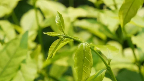 Green plants in nature. Stock Footage 106219247