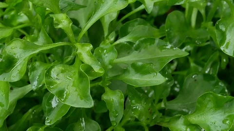 Green plants in nature. Stock Footage 113853124