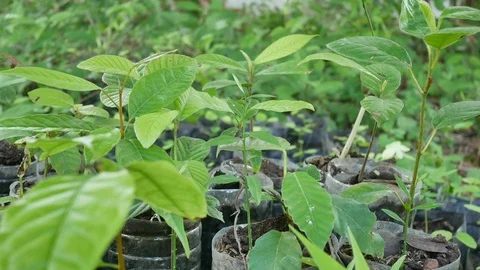 Green plants in nature. Video stock 113895202