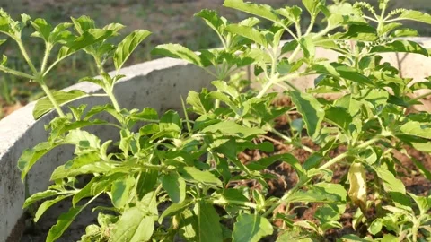 Green plants in nature. Stock Footage 149017402
