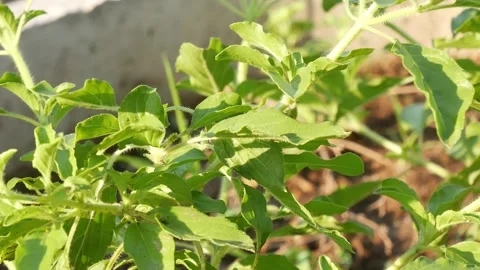 Green plants in nature. Stock Footage 149017428