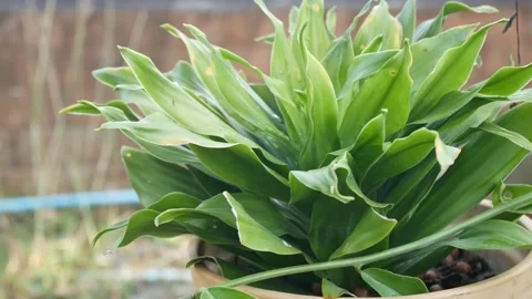 Green plants in nature. Stock Footage 149017442