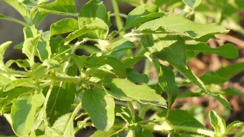 Green plants in nature. Stock Footage 149017449
