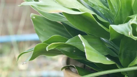 Green plants in nature. Stock Footage 149017530