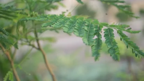 Green plants with natures Stock Footage 165856141