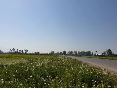 Green Plants paddy fields and blue open sky a natural beauty and beautiful sc Stock Photos