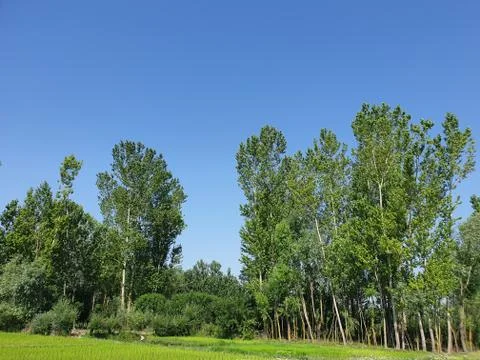 Green Plants paddy fields and blue open sky a natural beauty and beautiful sc Stock Photos