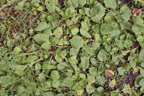 Green plants Foto stock