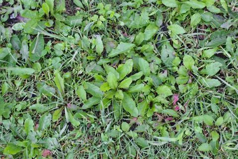Green Plants Foto stock