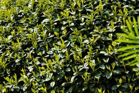 Green plants Stock Photos