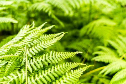 Green Plants Fotos de archivo