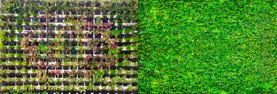 Green plants Stock Photos