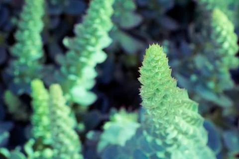Green plants Stock Photos