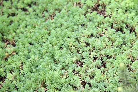 Green plants Stock Photos