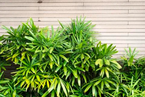 Green plants Stock Photos