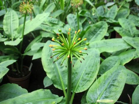 Green plants Stock Photos