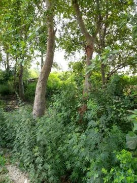 Green plants 스톡 사진