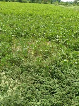 Green plants Stock Photos