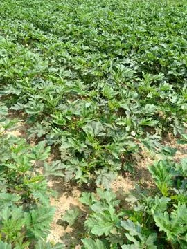 Green plants 스톡 사진