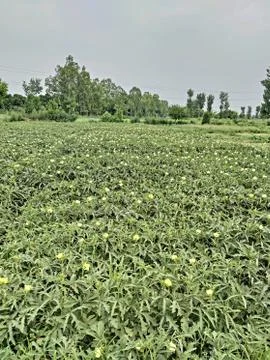 Green plants 스톡 사진