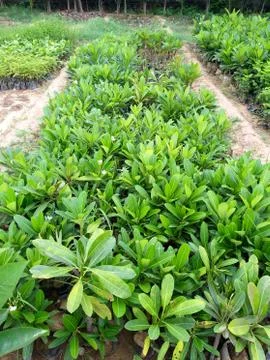 Green plants Stock Photos