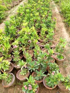 Green plants Stock Photos