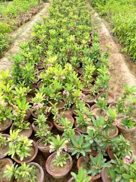Green plants Stock Photos