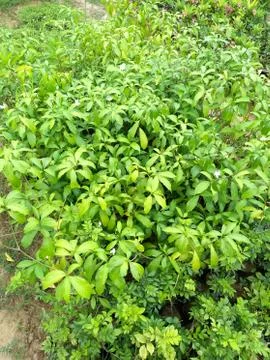 Green plants 스톡 사진