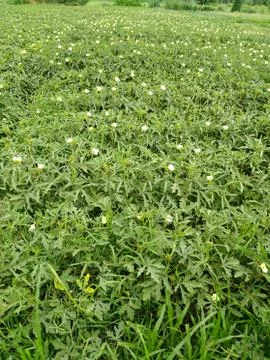 Green plants 스톡 사진