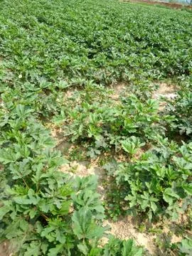 Green plants 스톡 사진