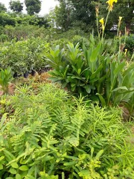 Green plants Stock Photos