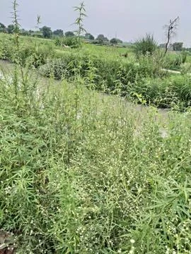 Green plants 스톡 사진