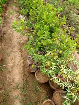 Green plants Stock Photos