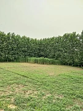 Green plants Stock Photos