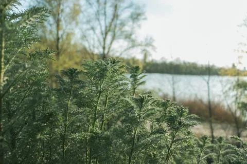 Green plants Stock Photos
