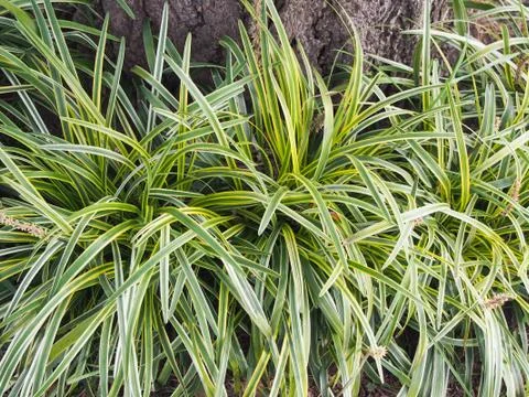 Green plants Stock Photos
