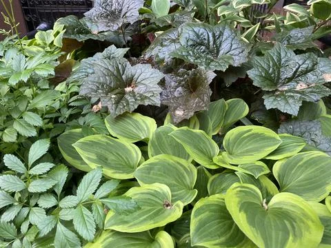 Green Plants Stock Photos