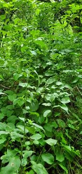 Green Plants Stock Photos