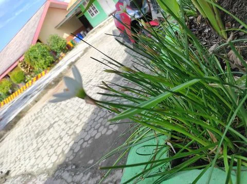 Green plants Stock Photos