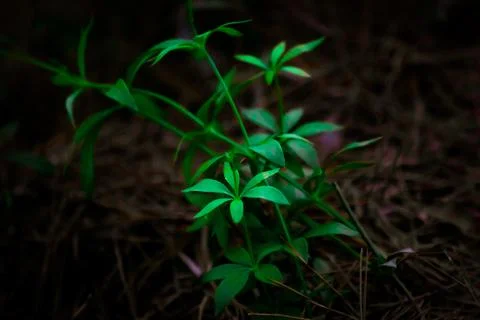 Green plants Foto stock