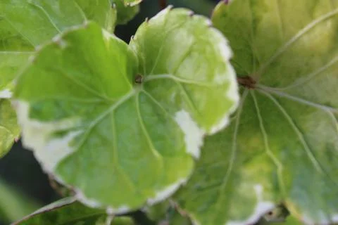 Green plants Photos