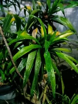 Green Plants Stock Photos