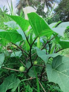 Green plants Foto stock