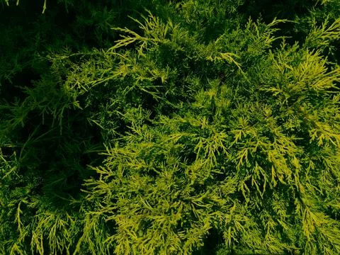 Green plants Stock Photos
