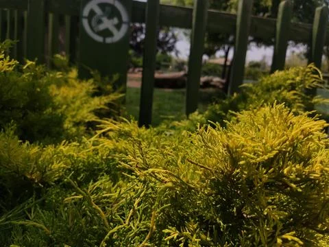 Green plants 스톡 사진