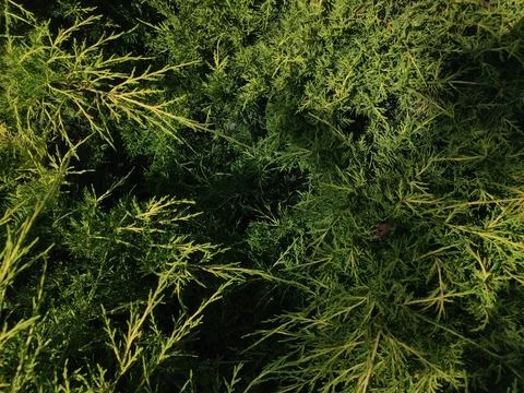 Green plants 스톡 사진