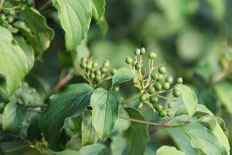 Green plants Stock Photos