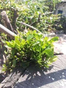 The green plants Stock-Fotos