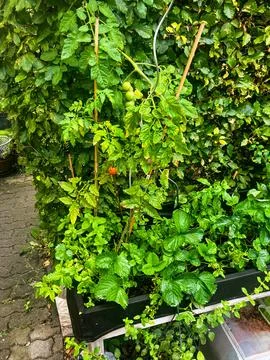 Green Plants Foto stock