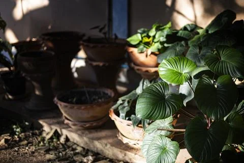 Green Plants In Pots In The Backyard Stock Photos